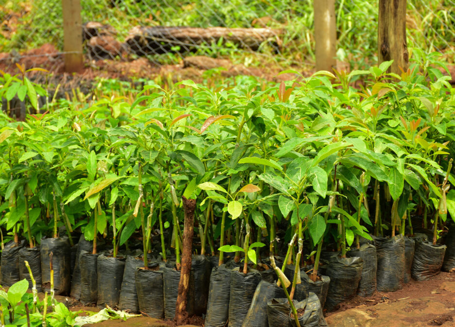 Environmental Restoration Impact