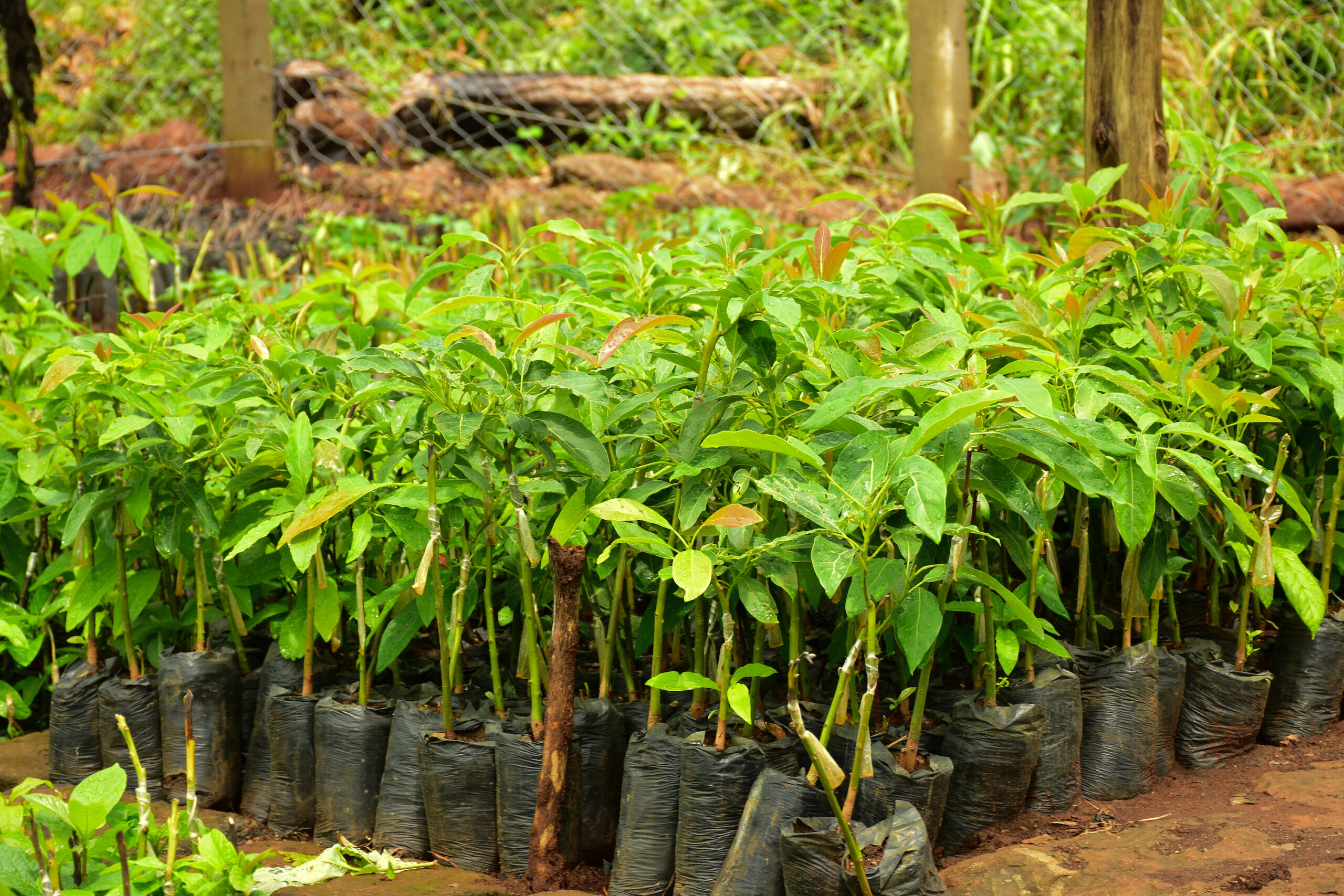Environmental Restoration Impact
